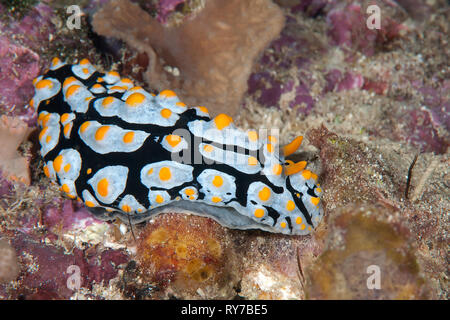 Varicose phyllidia ( Phyllidia varicosa ) nudibranch crawling across the seafloor of Bali, Indonesia Stock Photo