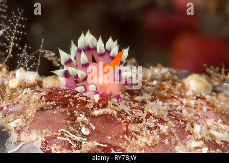 Macro of a much desired or desirable flabellina ( Flabellina exoptata ) crawling on coral reef of Bali, Indonesia Stock Photo