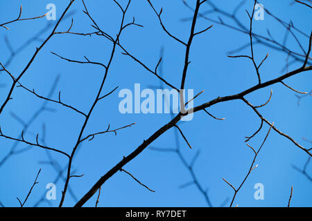 Beech branches, Primeval forest Urwald Sababurg, Hofgeismar, Weser Uplands, Weserbergland, Hesse, Germany Stock Photo