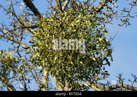 European mistletoe growing on an appletree Stock Photo