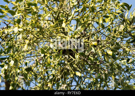 European mistletoe growing on an appletree Stock Photo