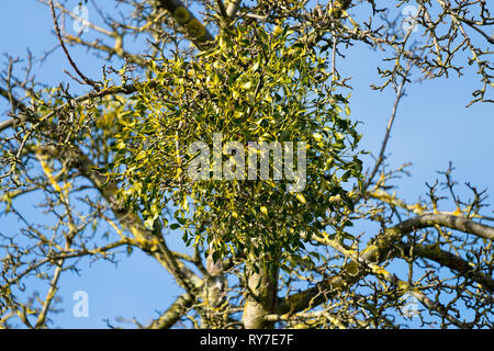 European mistletoe growing on an appletree Stock Photo