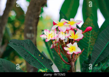 Plumeria is type of flowering plants in dogbane family, Apocynaceae has colorful flower, Elements of this image furnished by NASA Stock Photo