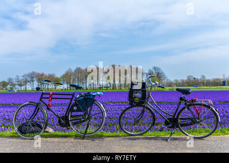 Lisse, the Netherlands - April 14 2018: tourist bikes parked near a vibrant blue purple dutch flower field near the Keukenhof tulip gardens Stock Photo