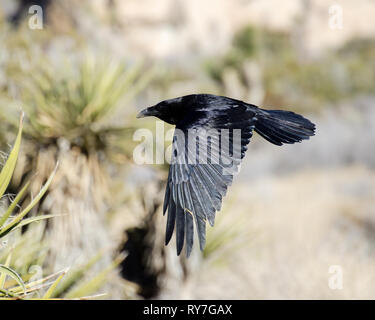 A Common Raven (Corvus corax) flies through Joshua Tree National Park in California. Stock Photo