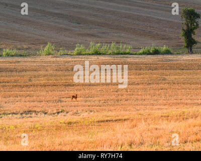 Deer spotted in a distance, in a dry wheat field on a sunny late afternoon day, in Tuscany, Italy Stock Photo
