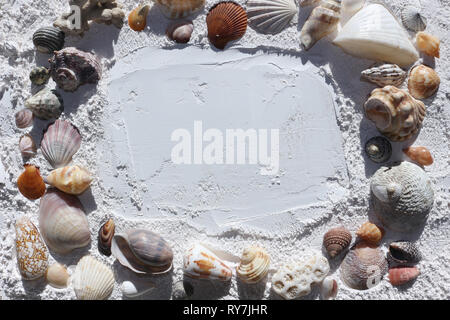 Shells Background. A Frame of Seashells on White Sand Stock Photo
