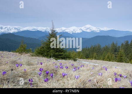 Mountain spring flowers in the meadow. Blooming purple crocuses in the dry grass. Snowy peaks and spruce forest. Carpathians, Ukraine, Europe Stock Photo