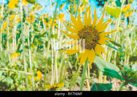 Prettiest sunflowers field in the afternoon in Nakhon Pathom, Thailand. Closeup of sunflower on farm. Rural landscape Stock Photo
