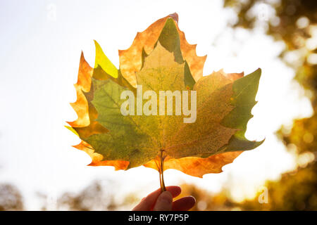Three Autumn maple leaves held up to the sky Stock Photo