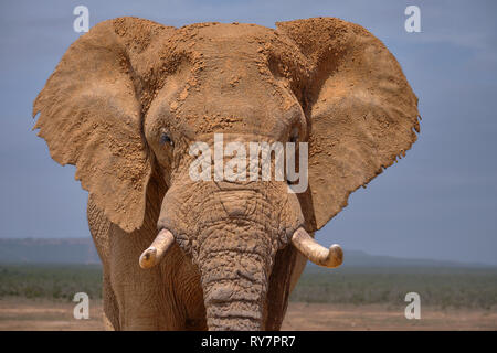 Facial portrait of large African Elephant bull.  Head shot featuring ear face and large tusks