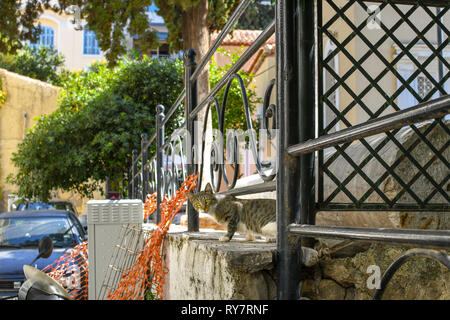 A stray, feral cat peeks out from a garden in the Plaka district of Athens, Greece. Stock Photo