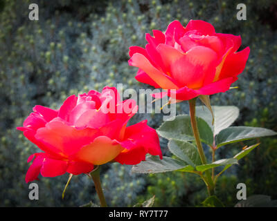 Beautiful two red roses in the garden on a sunny day. Ideal for background greeting cards Stock Photo