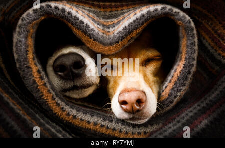 couple of dogs in love sleeping together under the blanket in bed in heart form,  warm and cozy and cuddly Stock Photo