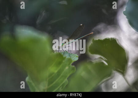 Pictorial photo of dragon-fly hanging on plant on white background Stock Photo