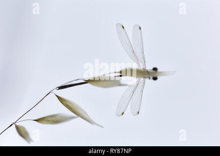 Pictorial photo of dragon-fly hanging on twig on white background Stock Photo