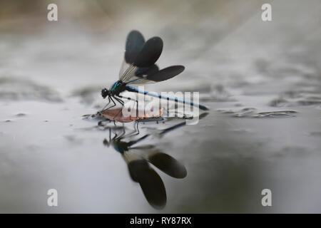 Pictorial photo of dragon-fly hanging on twig on white background Stock Photo
