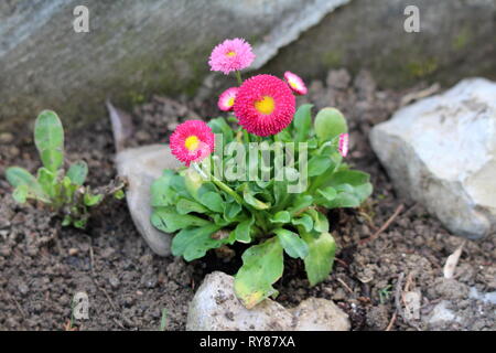 Small bunch of Common daisy or Bellis perennis or English daisy or Meadow daisy or Lawn daisy herbaceous perennial plants with pink to red flowers Stock Photo