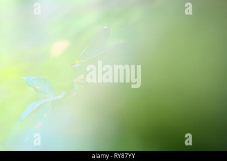 Pictorial photo of dragon-fly hanging on plant on white background Stock Photo