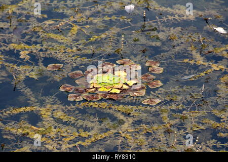 Water chestnut or Eleocharis dulcis or Chinese water chestnut grass like aquatic vegetable sedge with thick green and brown leaves floating Stock Photo