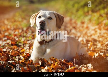 lying Labrador Retriever Stock Photo