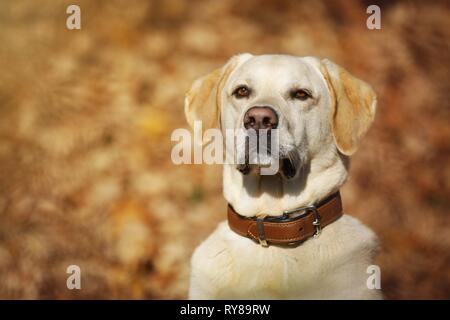 Labrador Retriever Portrait Stock Photo