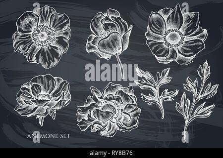 Vector collection of hand drawn chalk anemone Stock Vector