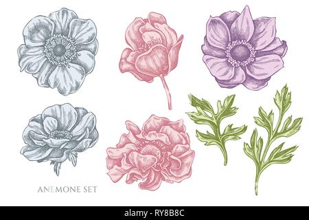 Vector collection of hand drawn pastel anemone Stock Vector