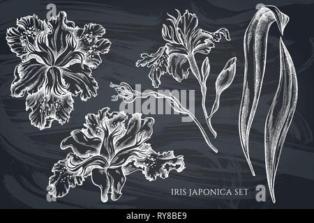 Vector collection of hand drawn chalk iris japonica Stock Vector