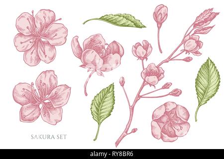 Vector collection of hand drawn pastel sakura Stock Vector