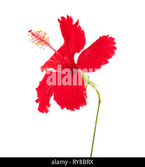 red Hibiscus rosa-sinensis isolated on white background Stock Photo