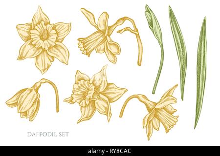 Vector collection of hand drawn pastel daffodil Stock Vector
