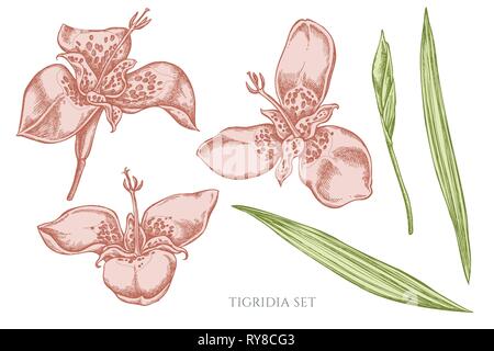Vector collection of hand drawn pastel tigridia Stock Vector