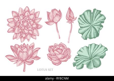 Set of vector hand drawn lotus flowers and buds, huge leaves, black ...
