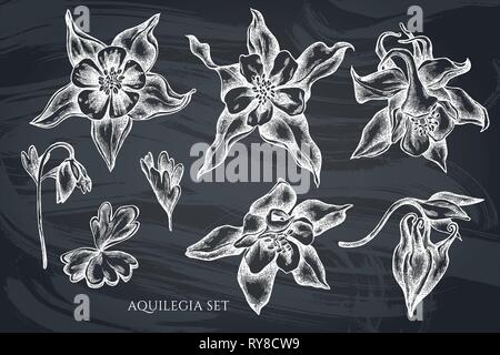 Vector collection of hand drawn chalk aquilegia Stock Vector