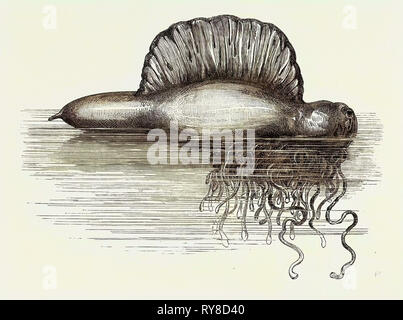 Physalia or Portuguese Man-of-War Lately Found on the South Coast of England UK 1869 Stock Photo
