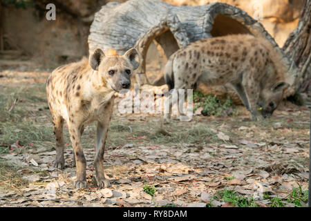 spotted hyena (Crocuta crocuta) in captive environment Stock Photo