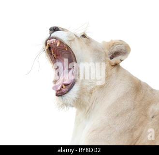 female white lion yawn isolated on white background Stock Photo