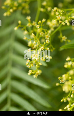 small white yellow flowers of Schinus molle, Peruvian pepper or pink pepper Stock Photo