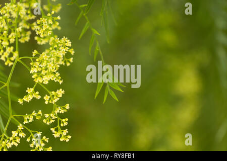 small white yellow flowers of Schinus molle, Peruvian pepper or pink pepper Stock Photo