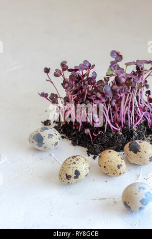 Radish sprouts and quail eggs on a bright background as a symbol of spring Stock Photo