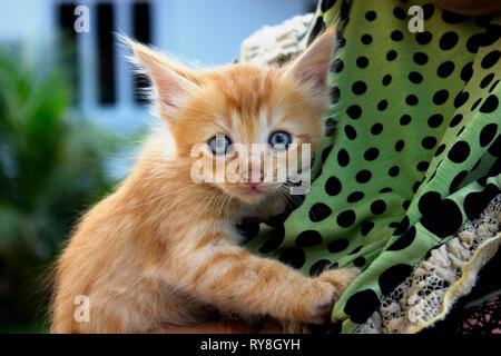 Cute orange kitten held by a woman. It has blue eyes. Stock Photo