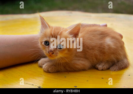 Cute orange kitten resting on a table. It has blue eyes. Stock Photo