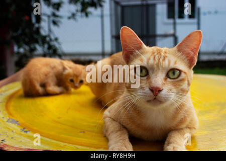 Orange father cat with his kitten resting on a table. The father cat has yellow eyes. Stock Photo