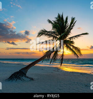 Square photograph of a magnificent palm tree on the beach of Tulum at sunrise, Quintana Roo state, Yucatan Peninsula, Mexico. Stock Photo