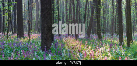 Landscape view. Spring in the forest. The first flowers Stock Photo