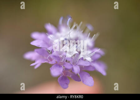 Cephalaria transsylvanica close up Stock Photo