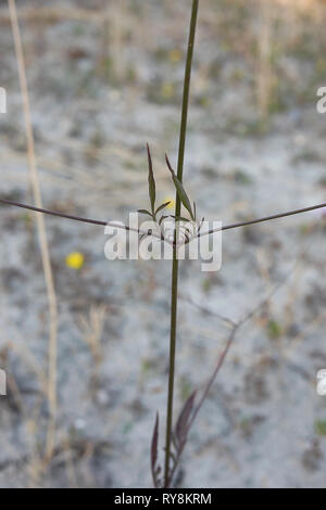 Cephalaria transsylvanica close up Stock Photo