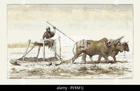 THRESHING-SLED. Egypt, Engraving 1879 Stock Photo - Alamy