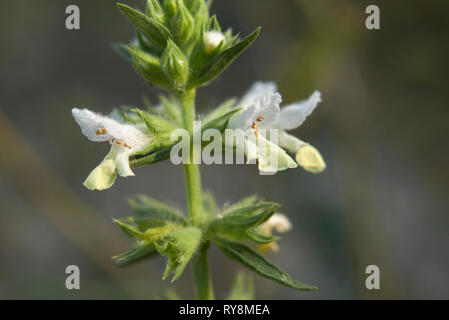 pale yellow flowers of Stachys annua Stock Photo